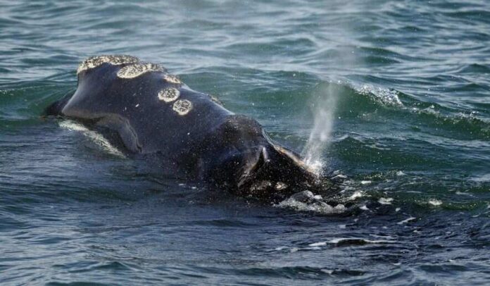 Whale