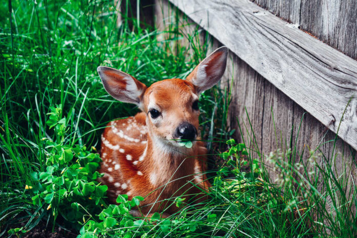Fawn,Laying,In,The,Grass,Eating,Clover
