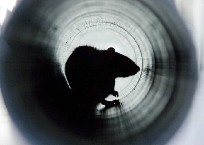 A,Closeup,Shot,Of,A,Brown,Rat,In,A,Water