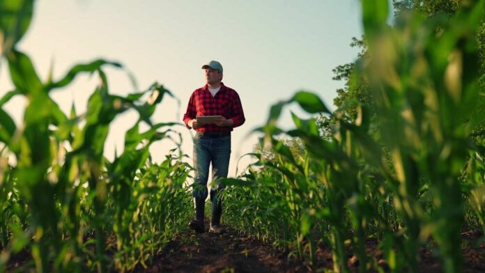 shutterstock_2455309445.jpg featured image Man walking in cornfield holding a clipboard