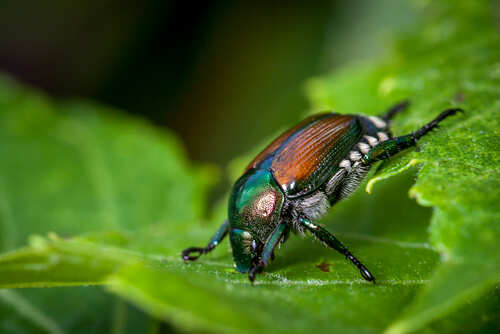Japanese beetle