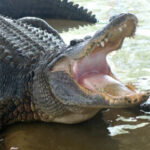 Shocking Alligator Assault – Emergency Response Saves Life Alligator
