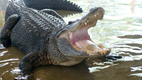 Alligator
