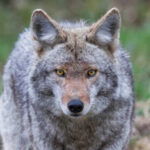 VIDEO: Coyote Attack Shocks Family — Child Narrowly Escapes Close-up of a coyote with piercing yellow eyes