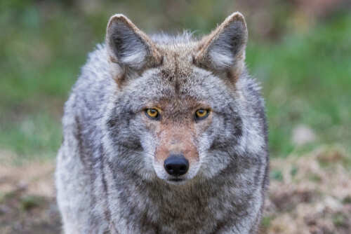 Close-up of a coyote with piercing yellow eyes