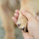 Loyal Dog Reveals Tragic CEO Death Hand holding a dogs paw lovingly and gently