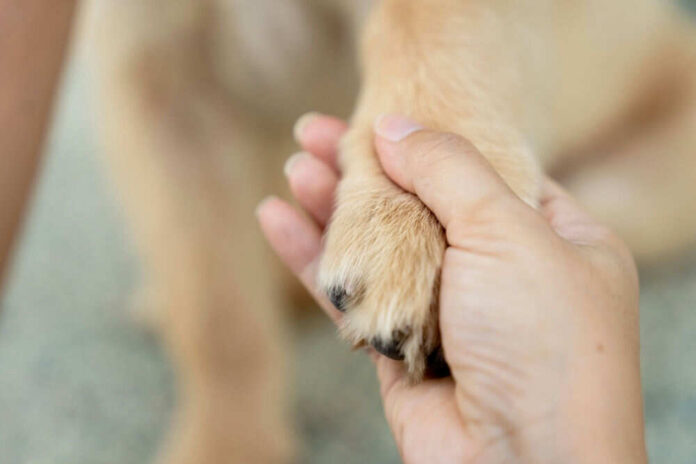Hand holding a dogs paw lovingly and gently