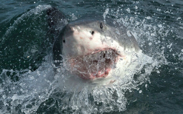 Shark emerging from water with open mouth.