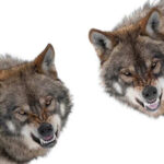 STUNNER: Tiny Dogs Pack Wolf DNA Two snarling wolves on a white background.