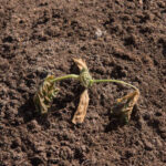 A wilted plant struggling to survive in dry soil