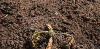 A wilted plant struggling to survive in dry soil