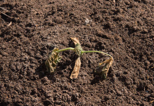 A wilted plant struggling to survive in dry soil