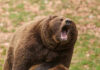 Roaring brown bear with mouth open wide.