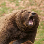 Roaring brown bear with mouth open wide.