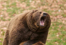 Roaring brown bear with mouth open wide.
