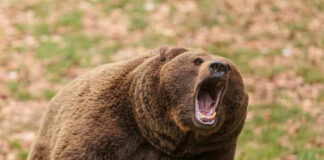Roaring brown bear with mouth open wide.