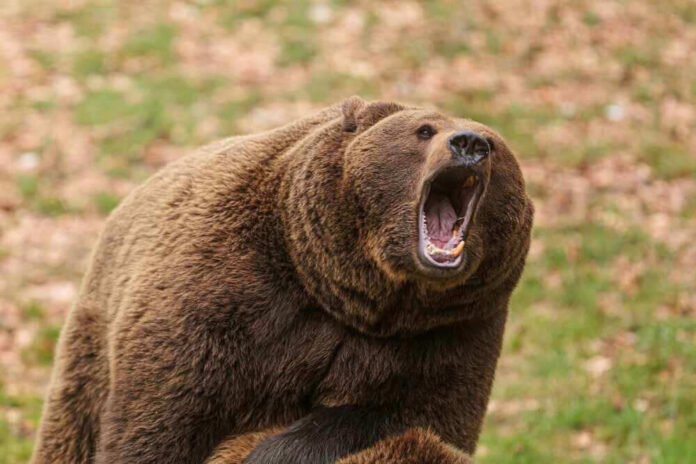 Roaring brown bear with mouth open wide.