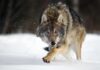 A wolf running through the snow in a forested area