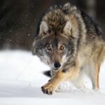 A wolf running through the snow in a forested area