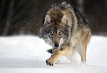A wolf running through the snow in a forested area