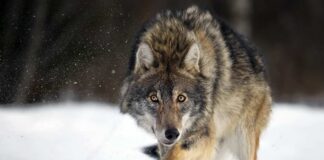 A wolf running through the snow in a forested area