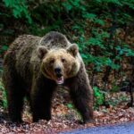 VIDEO: Bear Mauls Teen — Trail Shuts Down A grizzly bear standing on a forest path