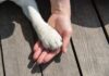 VIDEO: Pets Under Attack: Gruesome Bug Spurs Action A human hand holding a dog's paw on a wooden surface