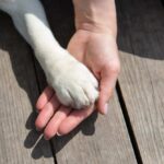 VIDEO: Pets Under Attack: Gruesome Bug Spurs Action A human hand holding a dog's paw on a wooden surface