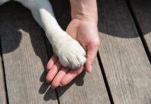 VIDEO: Pets Under Attack: Gruesome Bug Spurs Action A human hand holding a dog's paw on a wooden surface