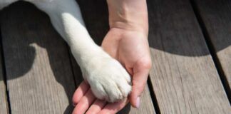 A human hand holding a dog's paw on a wooden surface