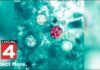 Diarrhea Parasite Tied To Salads? Michigan reports cyclosporiasis outbreak may be linked to lettuce & salad greens