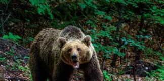 A grizzly bear standing on a forest path