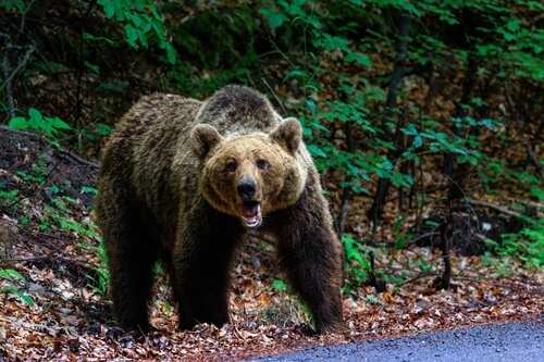 An,Angry,Brown,Bear,In,The,Forest,Near,The,Road A grizzly bear standing on a forest path