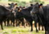 Drought, Costs, Imports — Ranchers Slammed Black cows grazing in a grassy field.