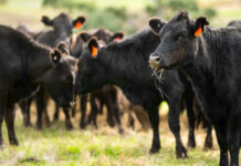 Black cows grazing in a grassy field.