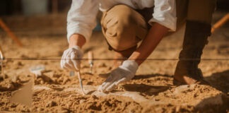 Archaeologist carefully excavating fossils in sandy soil