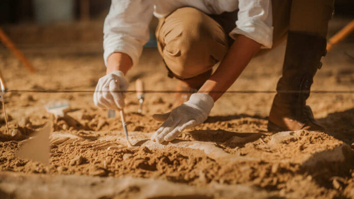 Paleontologist,Cleaning,Tyrannosaurus,Dinosaur,Skeleton,With,Brushes.,Archeologists,Discover,Fossil Archaeologist carefully excavating fossils in sandy soil