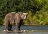 Record Bear Attacks Rattle State Grizzly bear standing in a shallow river
