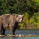 Record Bear Attacks Rattle State Grizzly bear standing in a shallow river