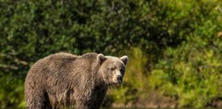 Grizzly bear standing in a shallow river
