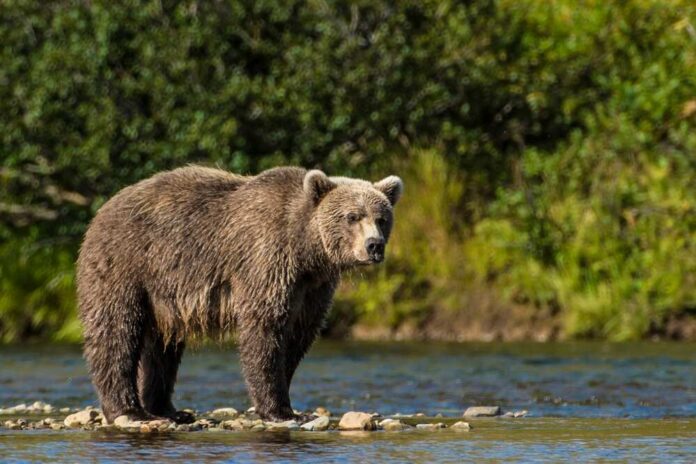 Grizzly,Bear,(brown,Bear),(ursus,Arctos),,Moraine,Creek,(river),,Katmai Grizzly bear standing in a shallow river