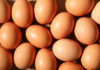 Brown eggs arranged closely together in bright light