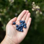 Blueberries Linked To THIS Deadly Tragedy?!