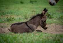 VIDEO: Police Enter Pasture — Beloved Donkey Shot Dead
