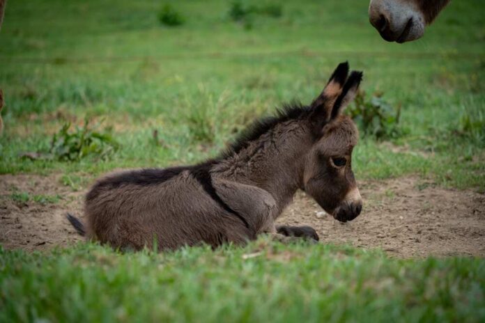 A,Closeup,Of,A,North,American,Baby,Donkey,Against,The