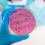 Diarrhea Parasite Tied To Salads? A hand holding a petri dish with pink bacterial growth
