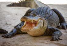 HUGE Alligator Finally Caught – VIDEO Alligator with open mouth resting on sandy ground