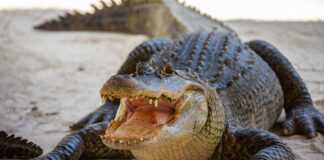 Alligator with open mouth resting on sandy ground