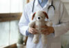 Sick Kids Turned Away – No Beds? Doctor holding stuffed dog toy.